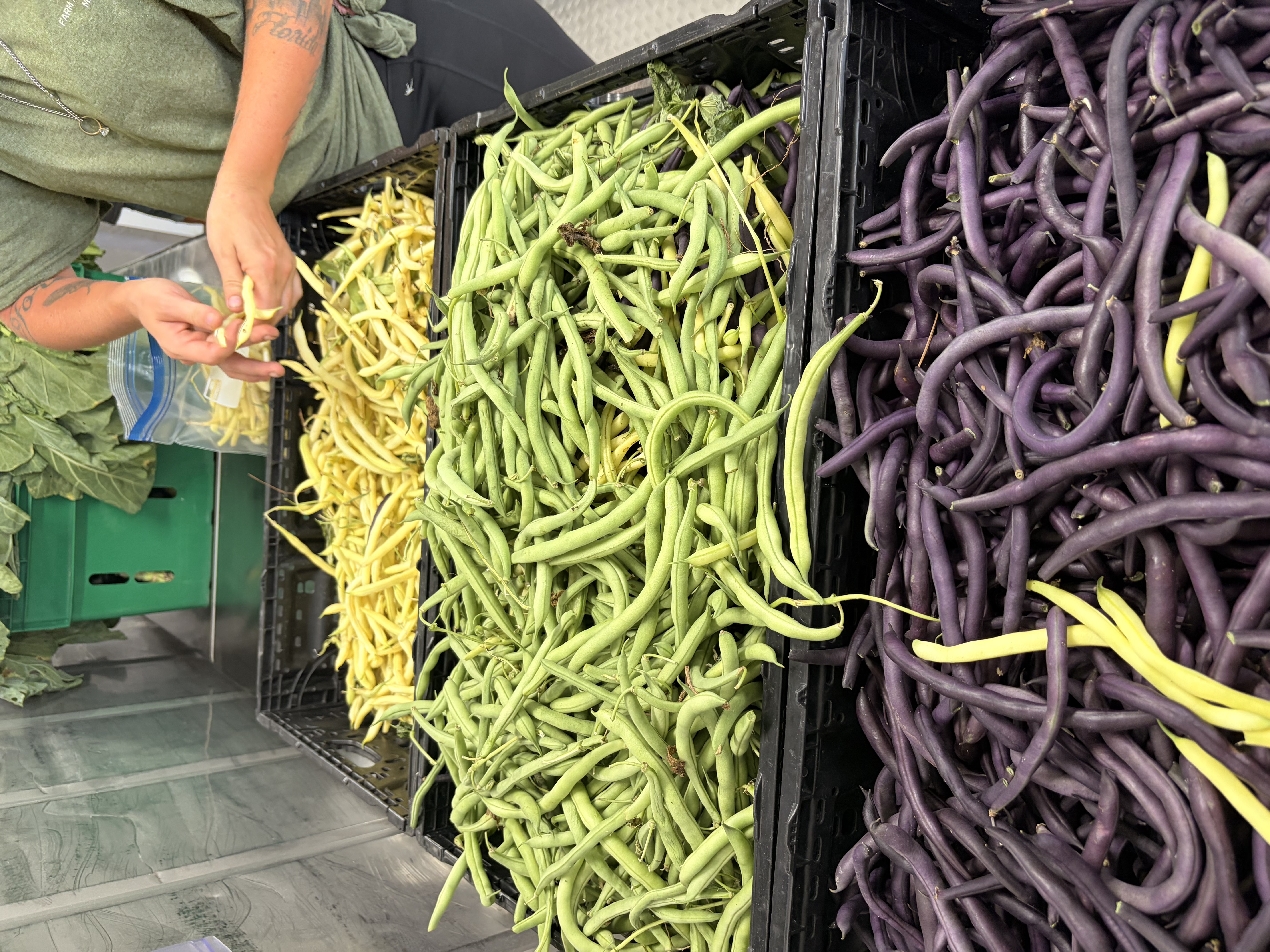 Some of the beans that are being harvested