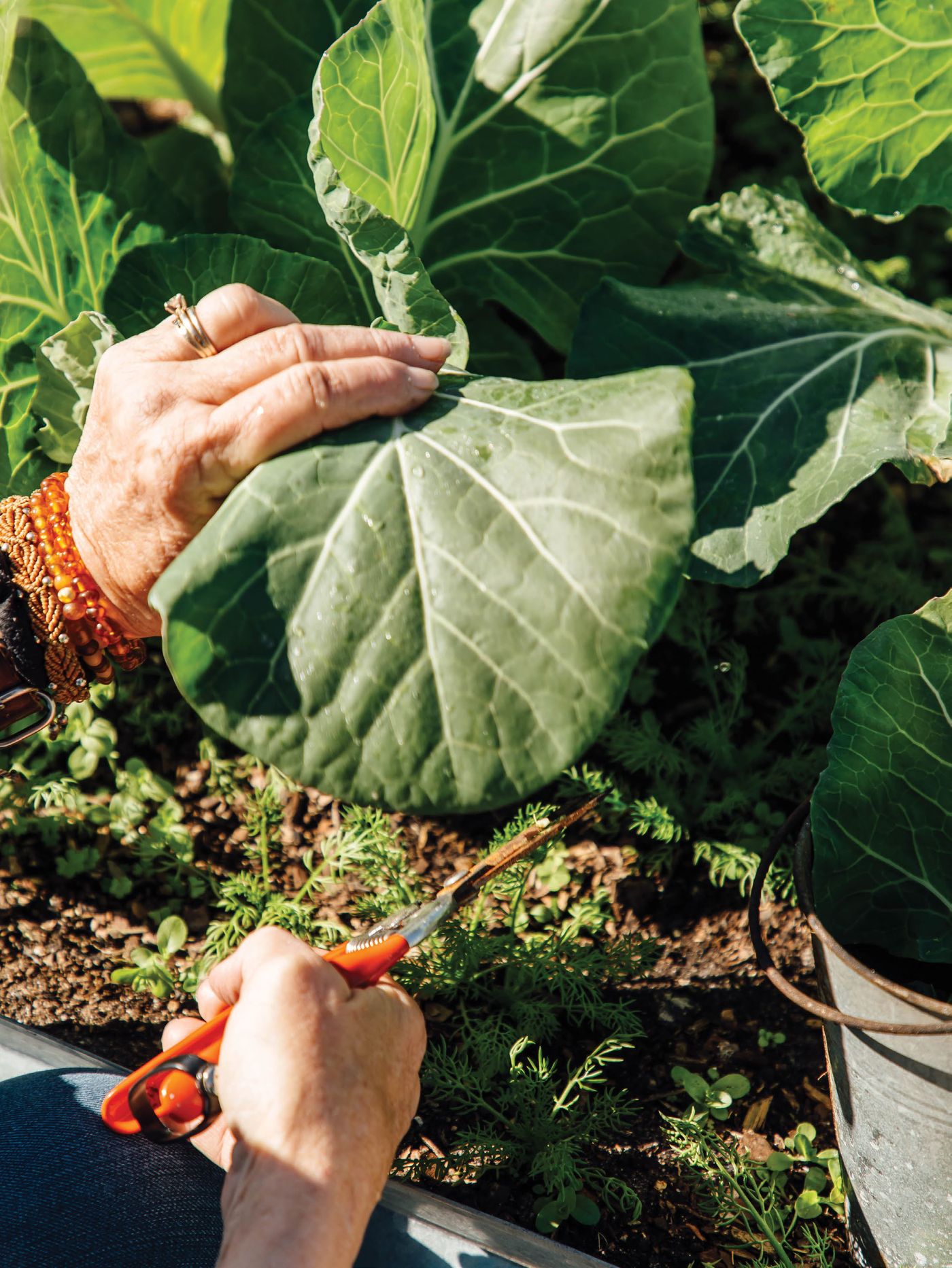 Hands harvesting under broad squash leaves