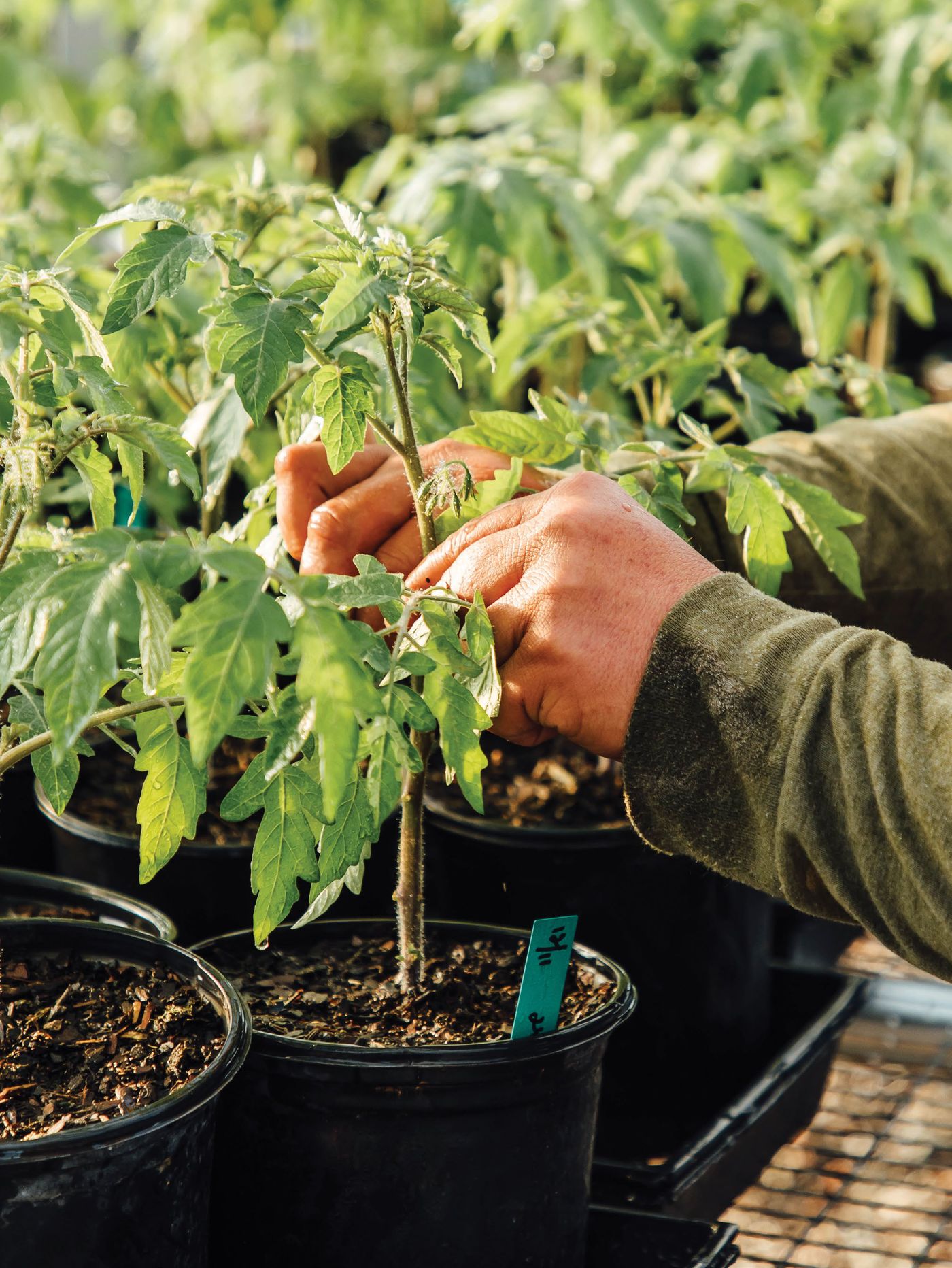 Hands tending a young tomato plant in a pot