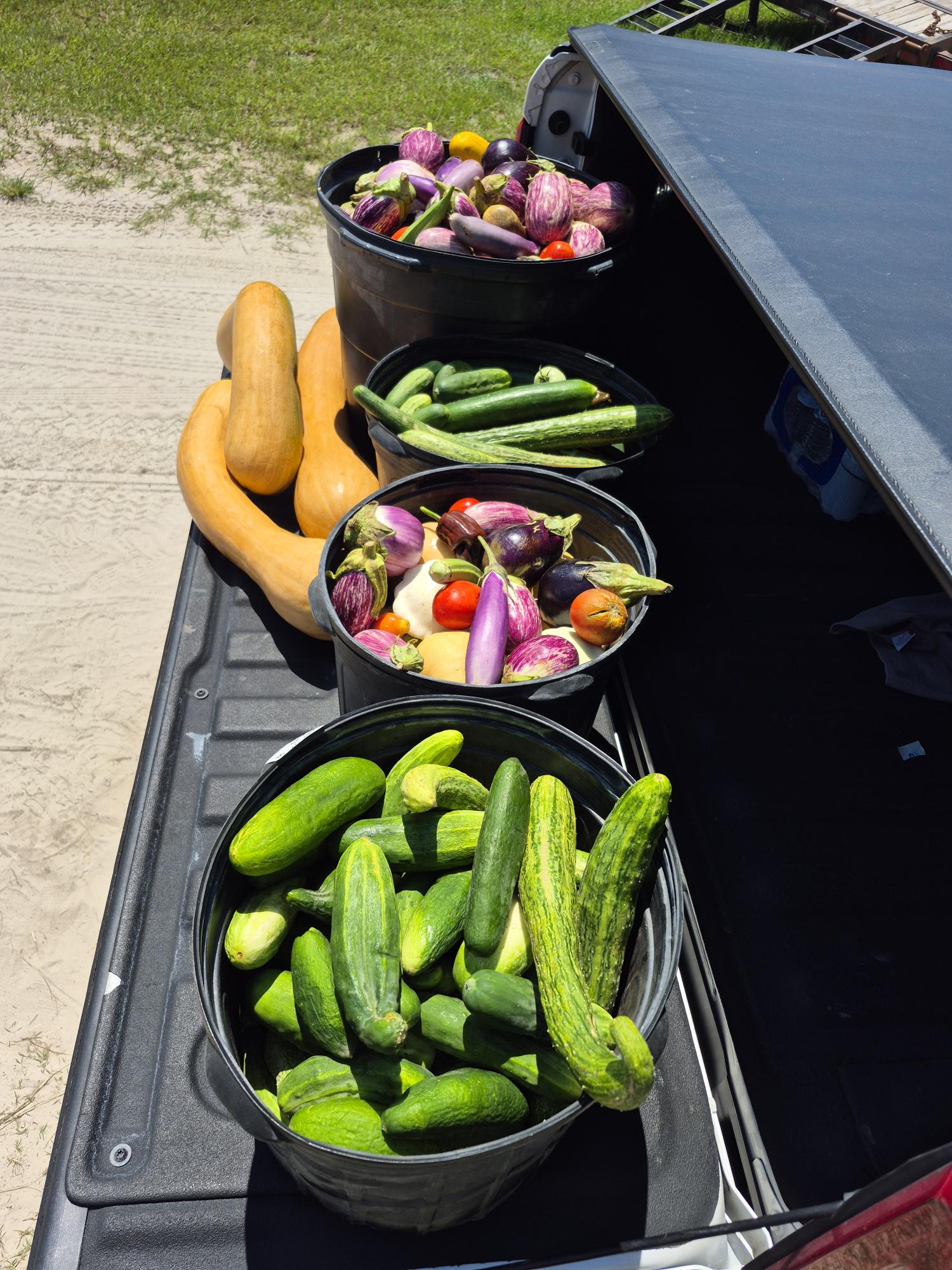 Cucumbers, eggplant, okra, peppers, tomatoes, patty pans and mammoth squash