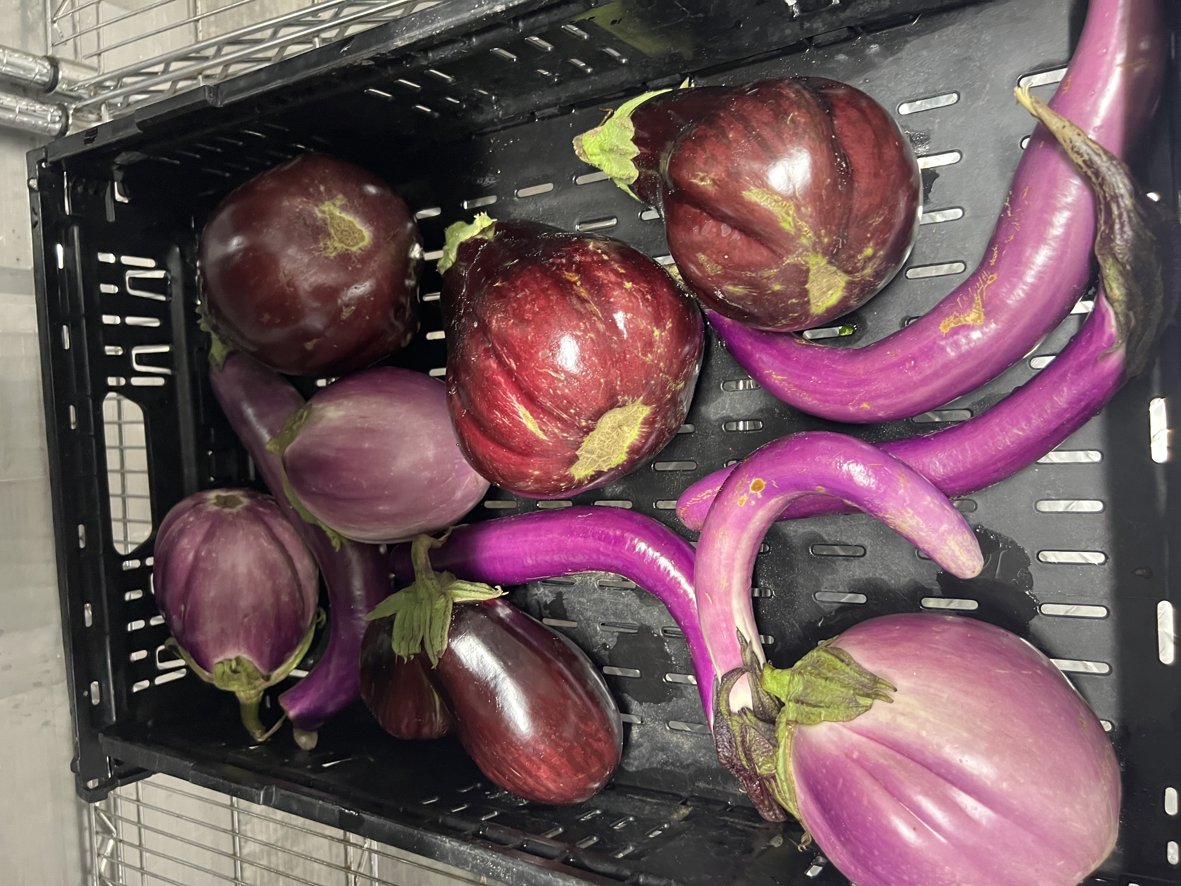 Different varieties of eggplants