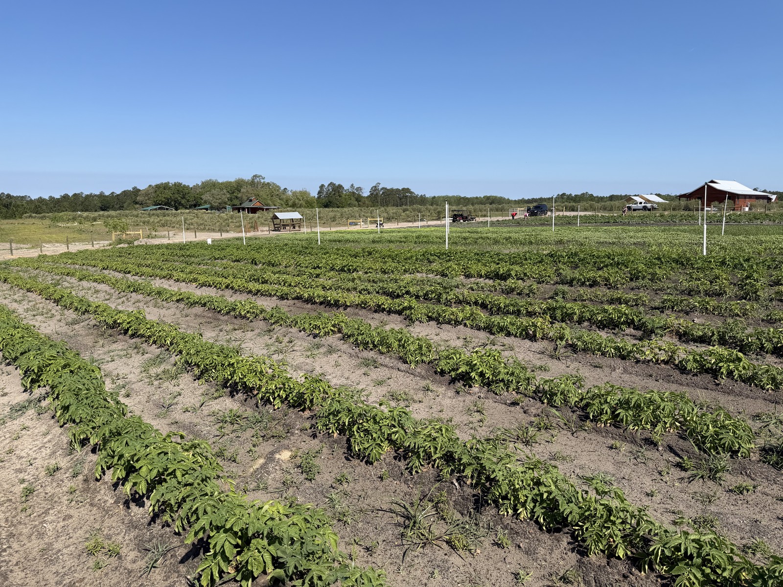 Rows of crops on the first acre at the Farm at Okefenokee