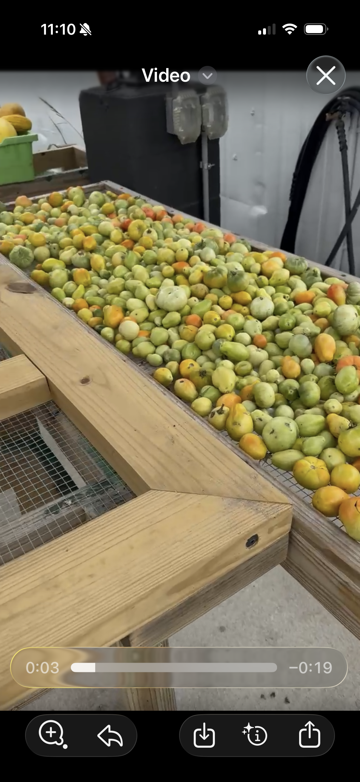 Green Tomatoes from the harvest