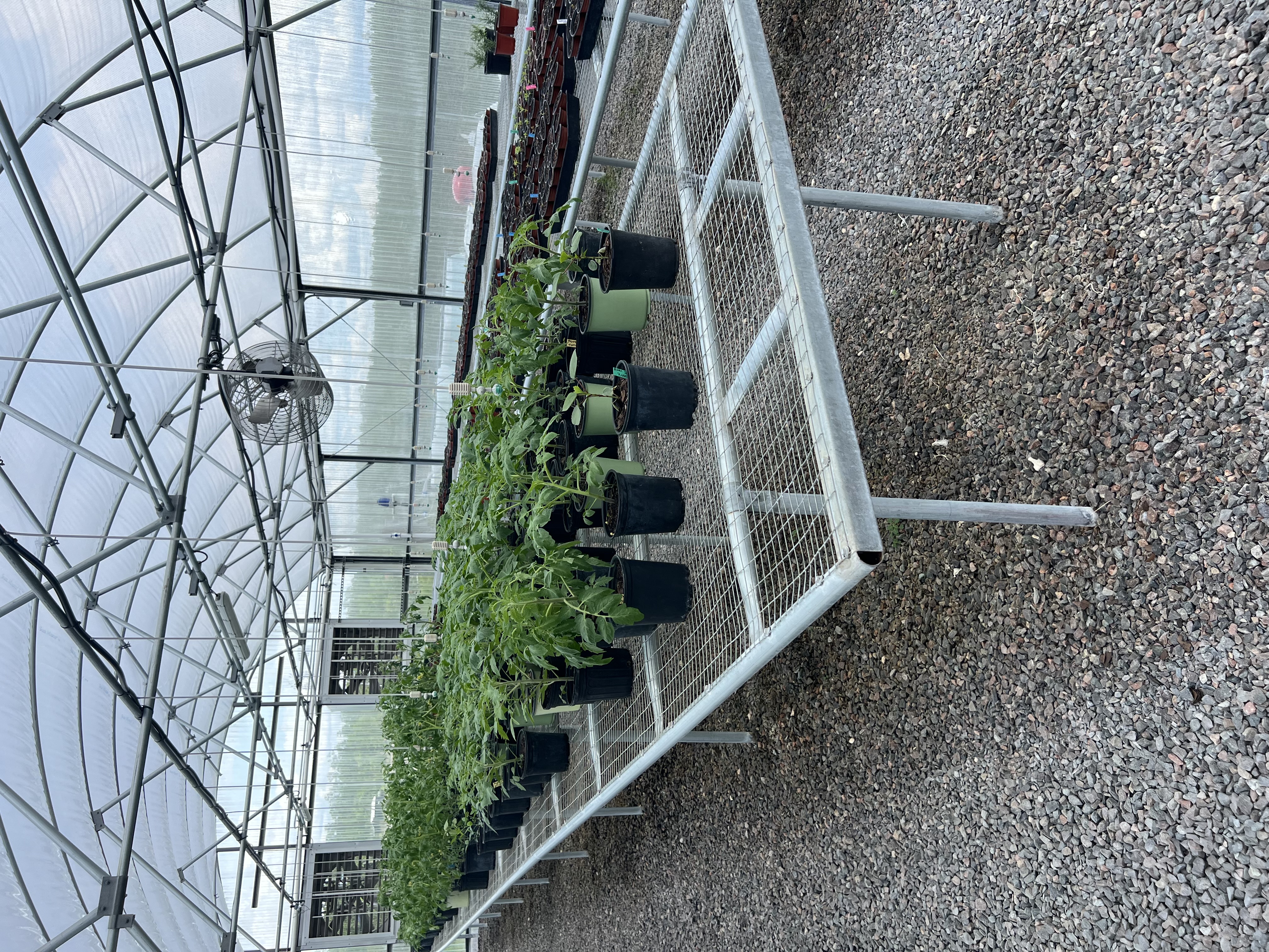 Potting tomato plants and eggplants