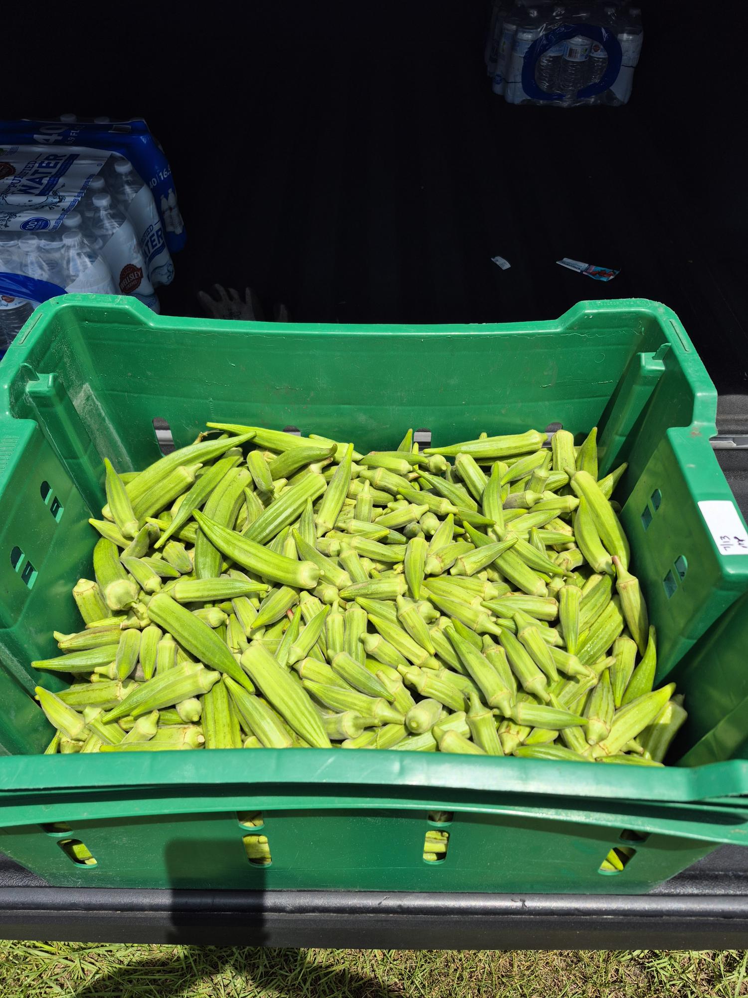 Fresh Okra from the field