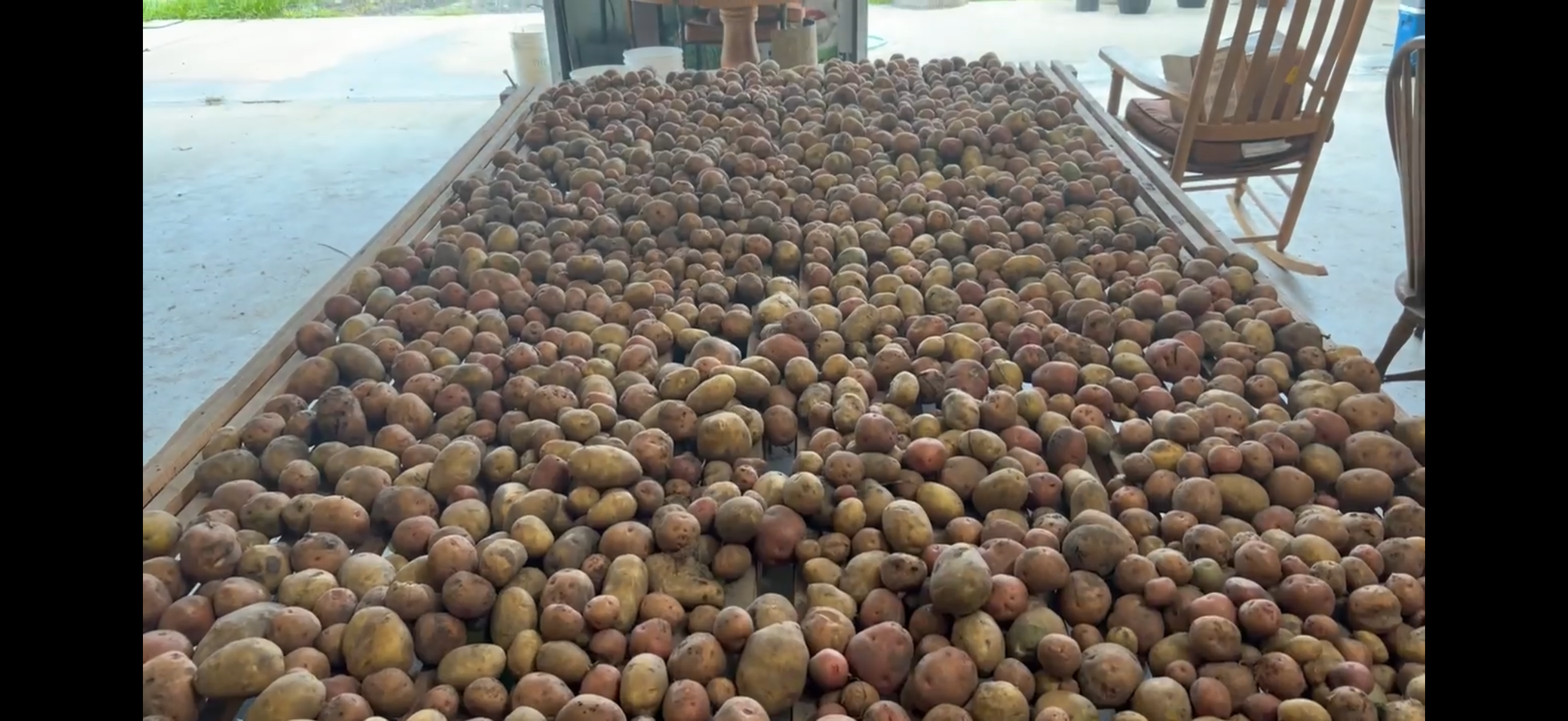 Potatoes for eating and some for seed starts for the next planting.