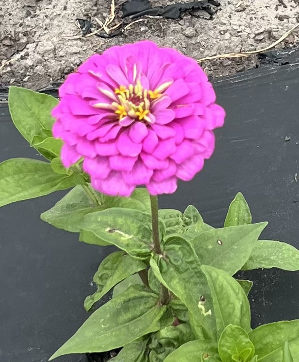 Pretty purple pollinators