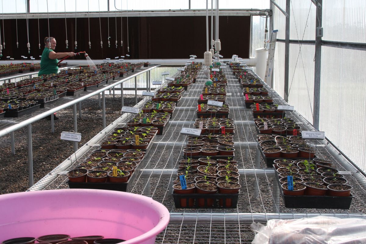 Greenhouse benches full of seed trays