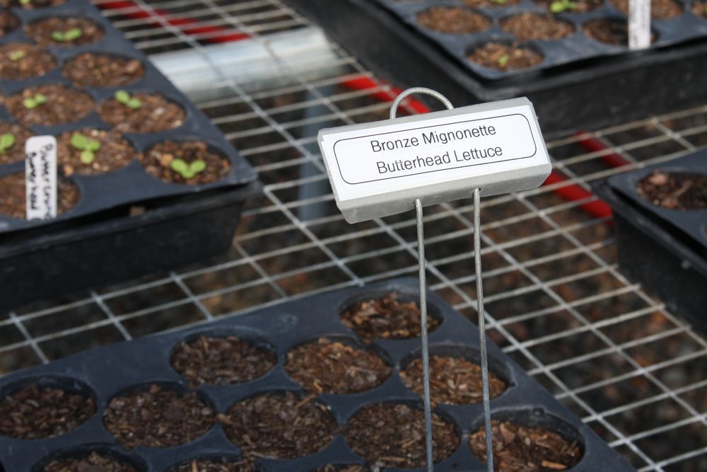 Labeled trays of heirloom seedlings