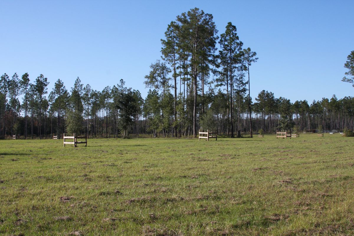 Open pasture and pines on the Petty Farm