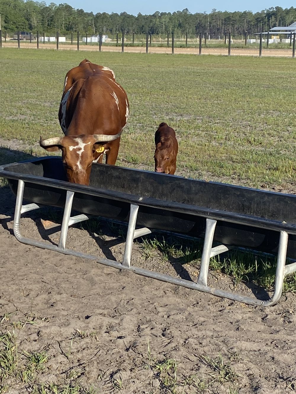 Cattle drinking at a metal trough