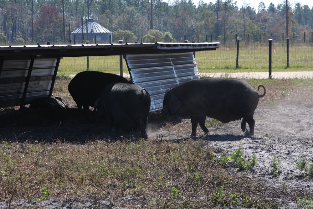 Pigs resting under a field shelter