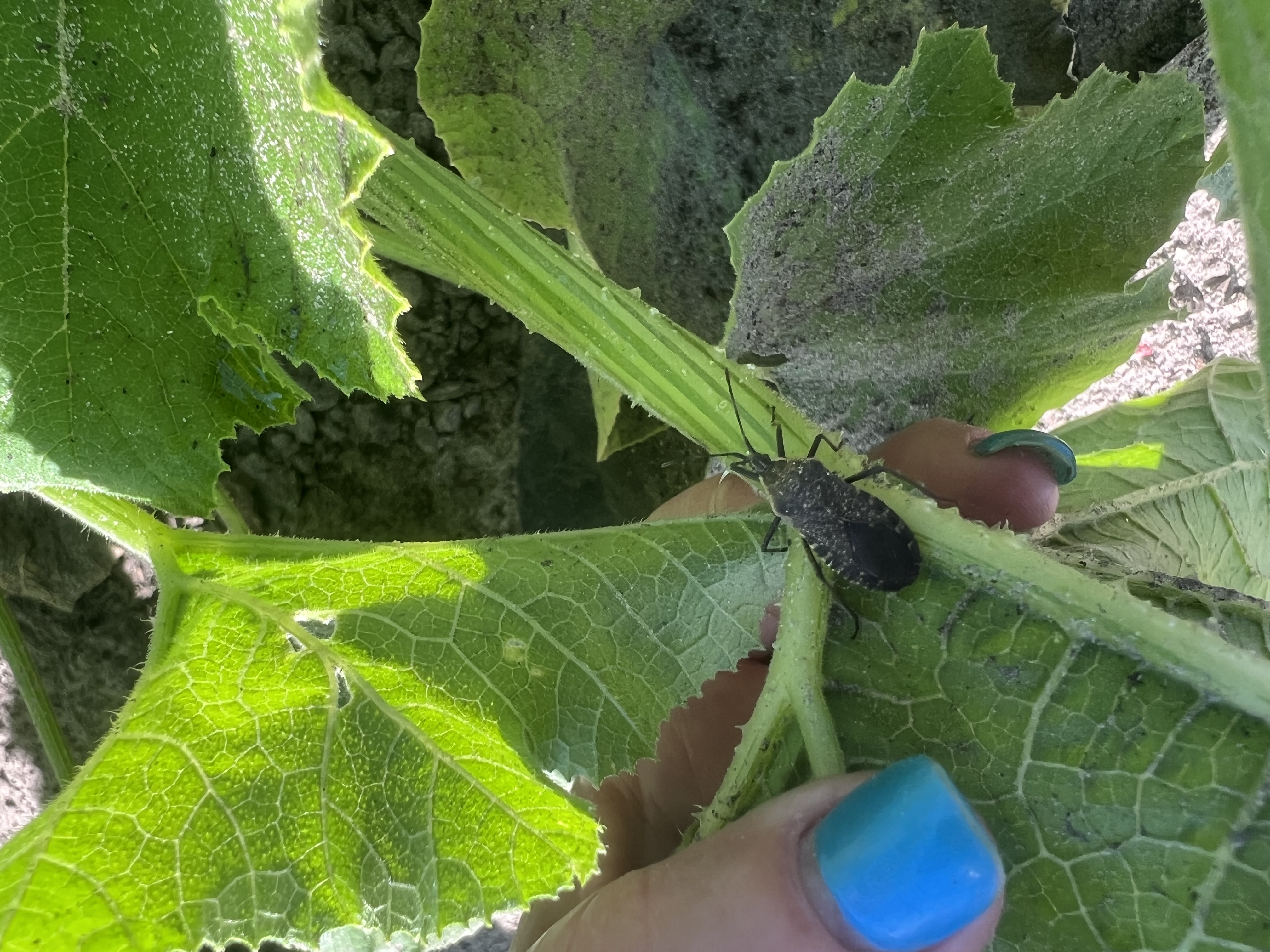 Pest scouting...squash bug