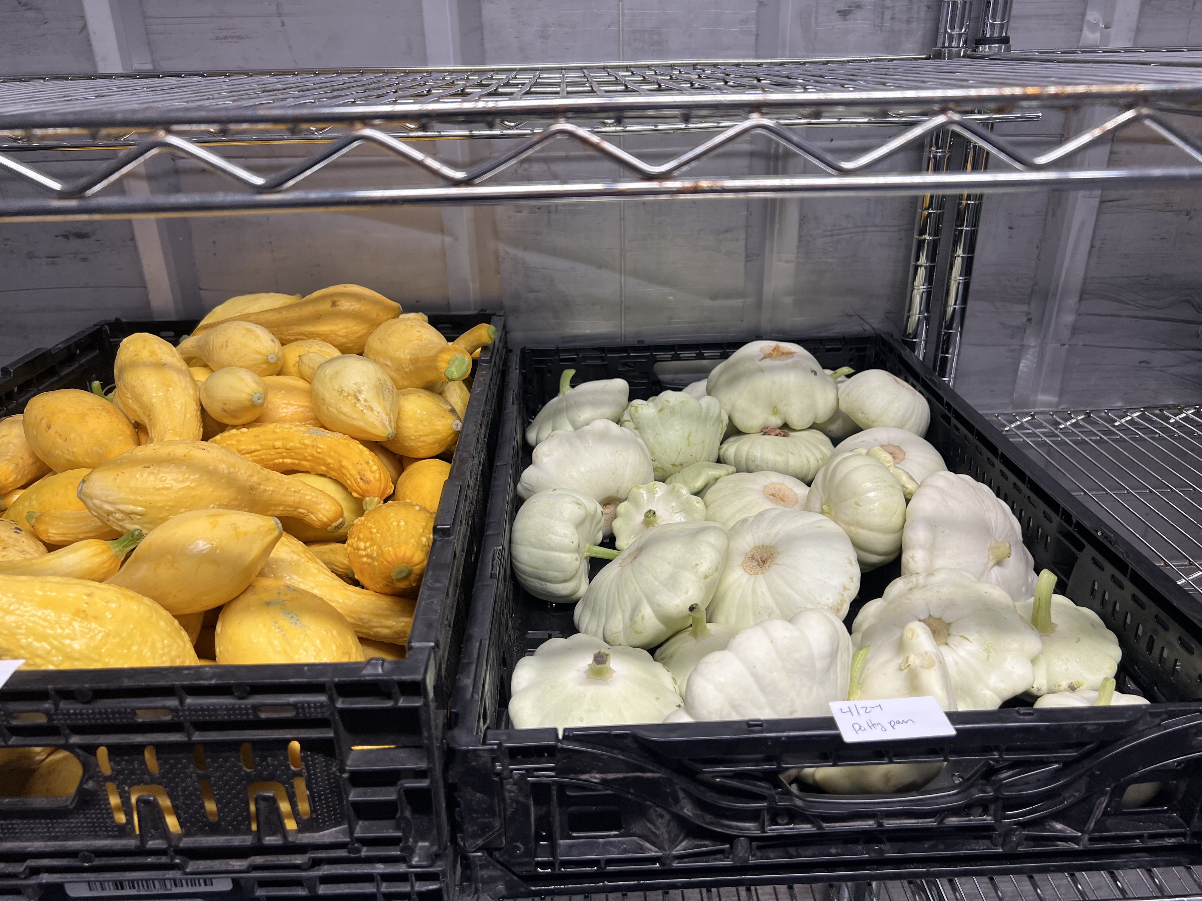 Freshly harvested Crookneck and Patty Pan squash