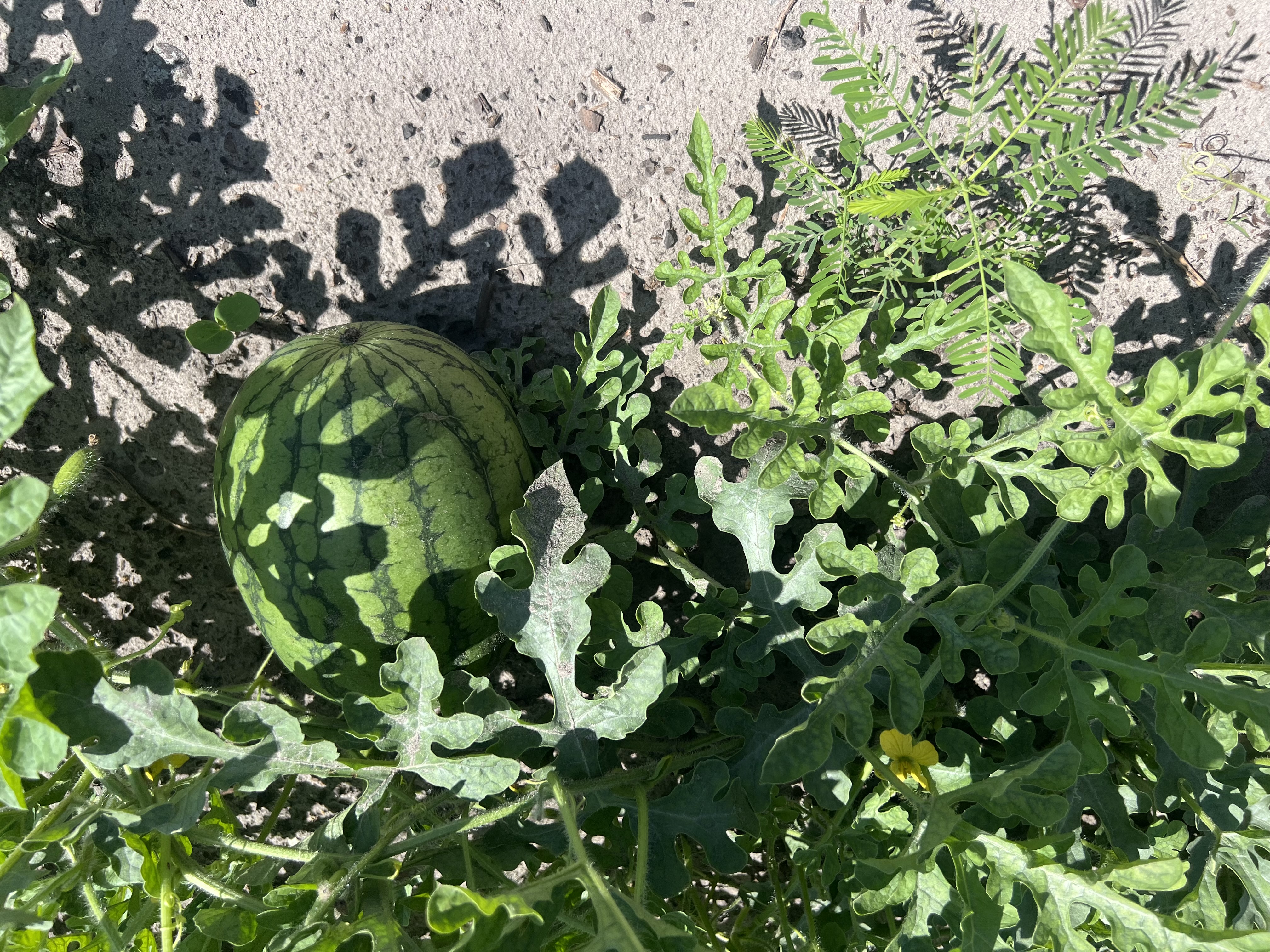watermelon